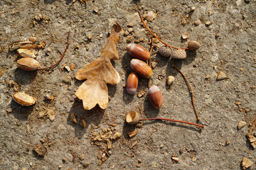 fallen acorns on the ground