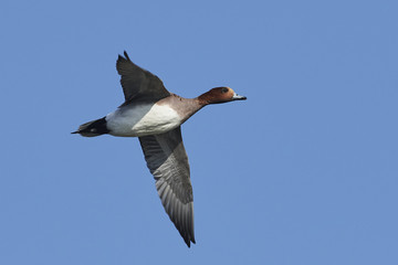 Eurasian wigeon (Mareca penelope)