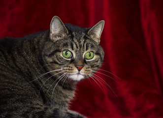thick mongrel striped cat reclining on a red rug, bright green eyes, an orange nose and a round muzzle, an adult animal, a look oblique and mad