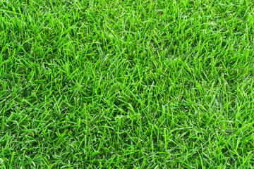 Fototapeta premium Zielona trawa w tle tekstury łąka. bliska zielony przycięty trawnik latem