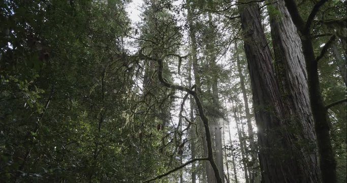 Humboldt Redwoods crane up with sunflares, shot in 10 bit C4K