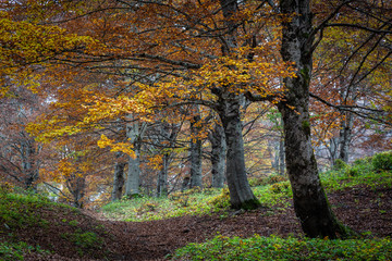 Autunno al Monte Autore