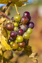 bunch of grapes waiting for the harvest