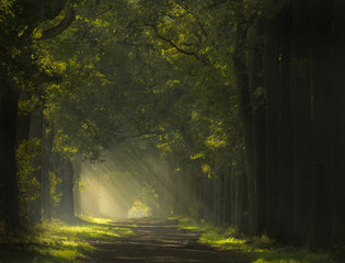 Beautiful rays of light in a forest in the Netherlands.
Not in autumn colors yet, but i like the deep green colors also.