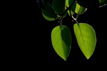 Natural leaves seen during the day in a soft background