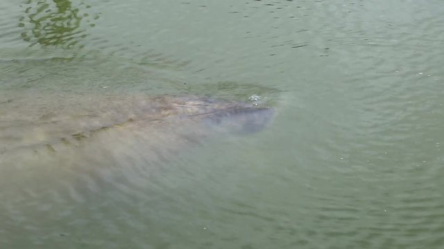 manatee in the everglades. Recorded with a canon 6d in 2016.
