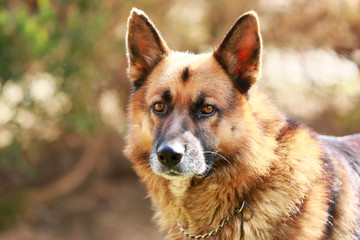 Closeup of a young adorable purebred german shepherd watching dog