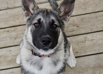 German shepherd puppy