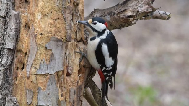 Picchio rosso maggiore