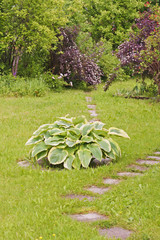 Fototapeta premium Landscaping in the garden with paths and different plants. Garden with paths and hosta in the foreground