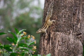Squirrels are members of the family Sciuridae, a family that includes small or medium-size rodents. The squirrel family includes tree squirrels, ground squirrels, chipmunks, marmots, flying squirrels,