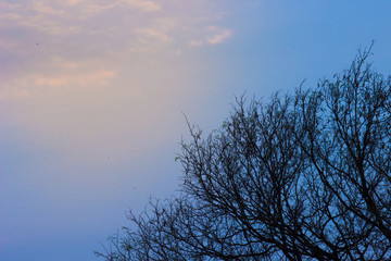A tree seen with sky and clouds on a nice bright day