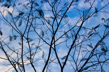 A tree seen with sky and clouds on a nice bright day