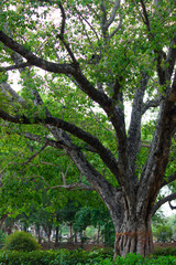 Natural leaves seen during the day in a soft background