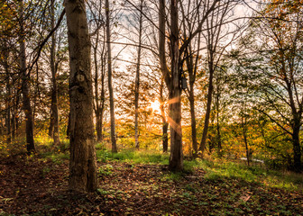 Fototapeta premium Sun peeping through trees in the local forest at backa, gothenburg