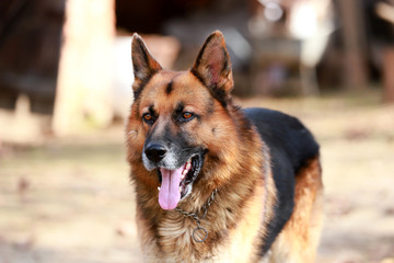 Closeup of a young adorable purebred german shepherd watching dog