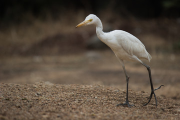  The cattle egret is a cosmopolitan species of heron found in the tropics, subtropics and warm temperate zones.