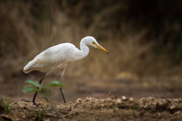  The cattle egret is a cosmopolitan species of heron found in the tropics, subtropics and warm temperate zones.