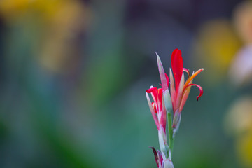 Canna Indica flowers blooming away in a soft green background in the garden