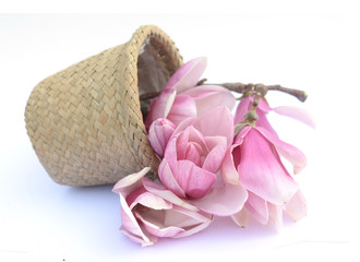 Fototapeta premium magnolia flower