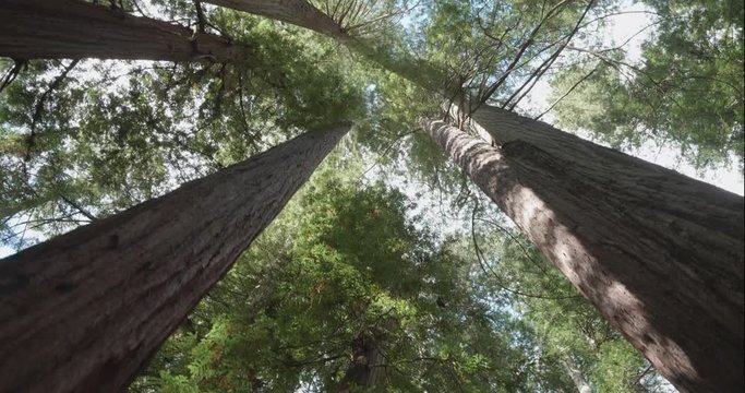 Humboldt Redwoods gimbal walk looking up, shot in 10 bit C4K