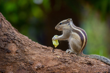 Squirrels are members of the family Sciuridae, a family that includes small or medium-size rodents. The squirrel family includes tree squirrels, ground squirrels, chipmunks, marmots, flying squirrels,