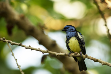 Tangara mexicana in the forest