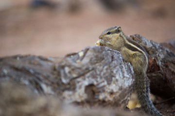 Squirrels are members of the family Sciuridae, a family that includes small or medium-size rodents. The squirrel family includes tree squirrels, ground squirrels, chipmunks, marmots, flying squirrels,