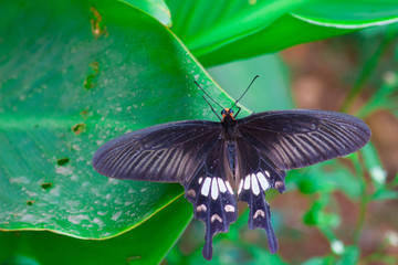 Papilio polytes, the common Mormon, is a common species of swallowtail butterfly widely distributed across Asia.