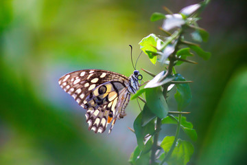 Papilio demoleus is a common and widespread swallowtail butterfly. The butterfly is also known as the lime butterfly, lemon butterfly, lime swallowtail, and chequered swallowtail.