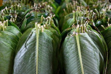 Rows of freshly harvested Bijao leaves from the plant Calathea lutea, which are used for cooking and tamales, in a farmers market in Colombia, South America