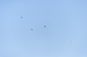 a lot of bird kite in the sky over the fields
