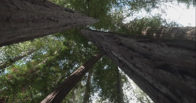 Humboldt Redwoods gimbal walk looking up, shot in 10 bit C4K