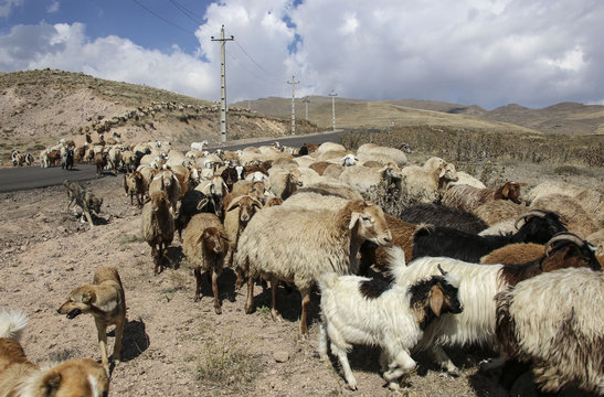 Herd of rams and goats crosses the road at the foot of the inactive volcano Sabalan (Savalan) near the city of Ardabil in north-west Iran