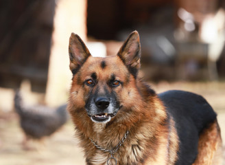 German shepherd dog canine portrait close up