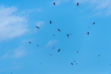 a lot of bird kite in the sky over the fields