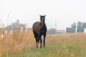 herd of horses on pasture