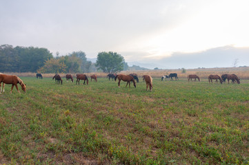 herd of horses on pasture