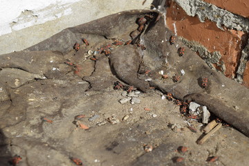 Soldier bugs under roofing material hiding for the winter.