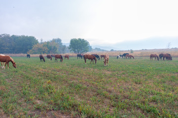 herd of horses on pasture