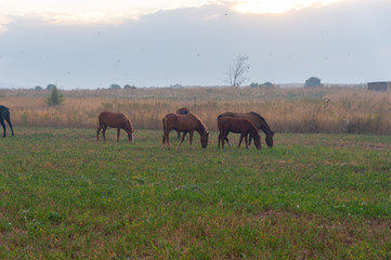 Fototapeta na wymiar herd of horses on pasture