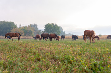 herd of horses on pasture