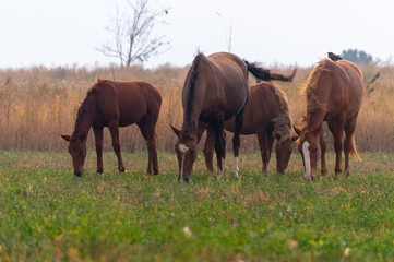 herd of horses on pasture