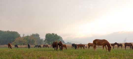 herd of horses on pasture