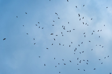 a lot of bird kite in the sky over the fields