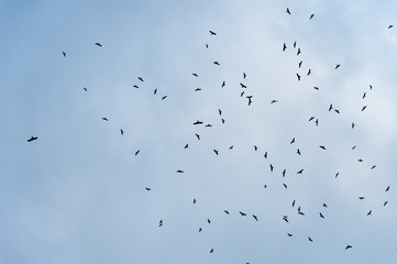 a lot of bird kite in the sky over the fields