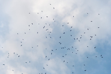 a lot of bird kite in the sky over the fields