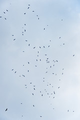 a lot of bird kite in the sky over the fields