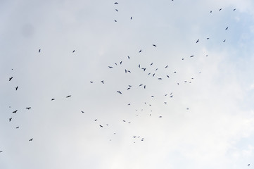 a lot of bird kite in the sky over the fields