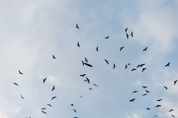 a lot of bird kite in the sky over the fields